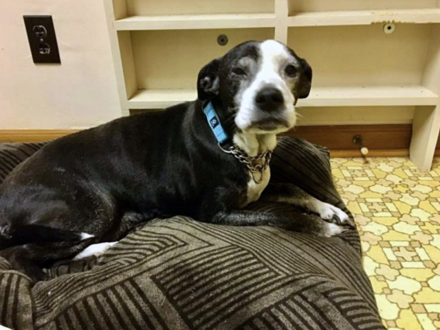 Family Wants Dog Euthanized Because They Don’t Really Like Her